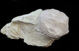 Blastoid (Pentremites) Fossil - Illinois #45022-1